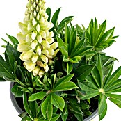 Piardino Lupine (Lupinius Legendary, Topfgröße: 14 cm) | BAUHAUS
