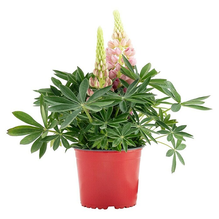 Piardino Lupine (Lupinius Legendary, Topfgröße: 14 cm) | BAUHAUS