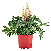Piardino Lupine (Lupinius Legendary, Topfgröße: 14 cm) | BAUHAUS