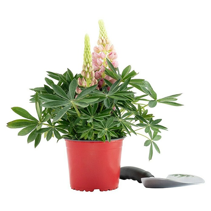 Piardino Lupine (Lupinius Legendary, Topfgröße: 14 cm) | BAUHAUS