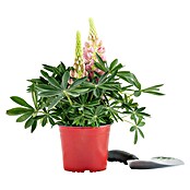 Piardino Lupine (Lupinius Legendary, Topfgröße: 14 cm) | BAUHAUS