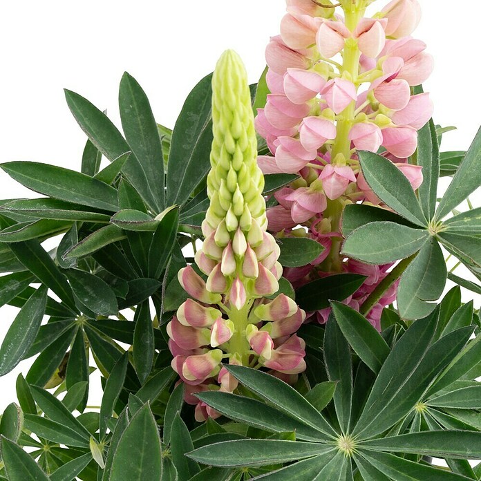 Piardino Lupine (Lupinius Legendary, Topfgröße: 14 cm) | BAUHAUS