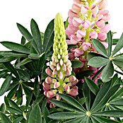 Piardino Lupine (Lupinius Legendary, Topfgröße: 14 cm) | BAUHAUS