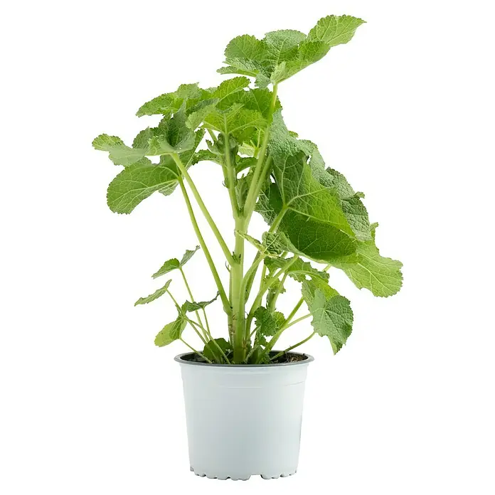 Piardino Staude Stockrose - Alcea rosea, Topfgröße: 13 cm - Ein Topf mit einer jungen Königskerze, einer zweijährigen Pflanze mit großen, behaarten Blättern, die sich ideal für Gärten eignet.
