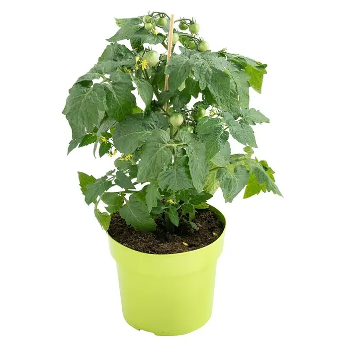 Piardino Tomate - Solanum lycopersicum, 15 cm, Erntezeit: Juli - Ein grüner Topf mit einer wachsenden Tomatenpflanze mit grünen Tomaten und kleinen gelben Blüten.