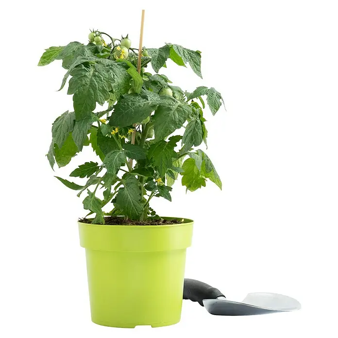 Piardino Tomate - Solanum lycopersicum, 15 cm, Erntezeit: Juli - Eine grüne Topfpflanze mit Tomatenpflanze und Bewässerungssystem, die auf einem schwarzen Hintergrund steht.