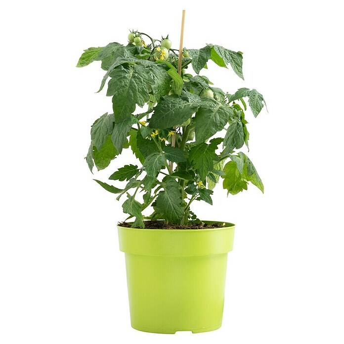 Piardino Tomate (Topfgröße: 15 cm)