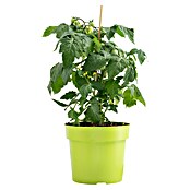 Piardino Tomate (Topfgröße: 15 cm)