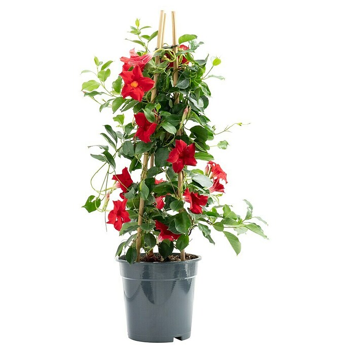 h&m blumenkasten Blumenkasten, Terra
