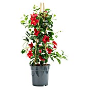 Piardino Dipladenia Pyramide (Dipladenia sanderi, Topfgröße: 19 cm, Rot) | BAUHAUS