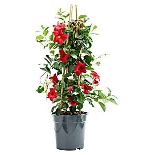 Piardino Dipladenia Pyramide (Dipladenia sanderi, Topfgröße: 19 cm, Rot)
