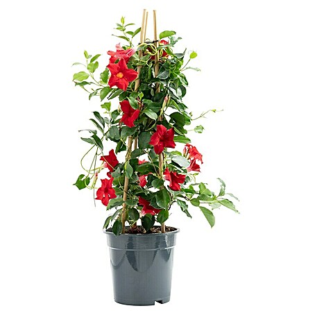 Piardino Dipladenia Pyramide (Dipladenia sanderi, Topfgröße: 19 cm, Rot)
