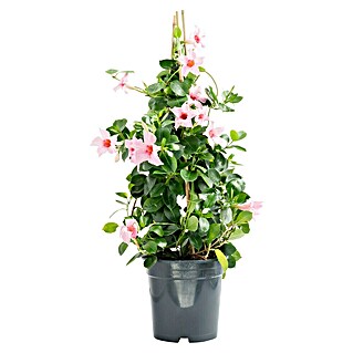 Piardino Dipladenia Pyramide (Rosa)
