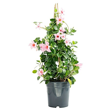 Piardino Dipladenia Pyramide (Dipladenia sanderi, Topfgröße: 17 cm, Rosa)