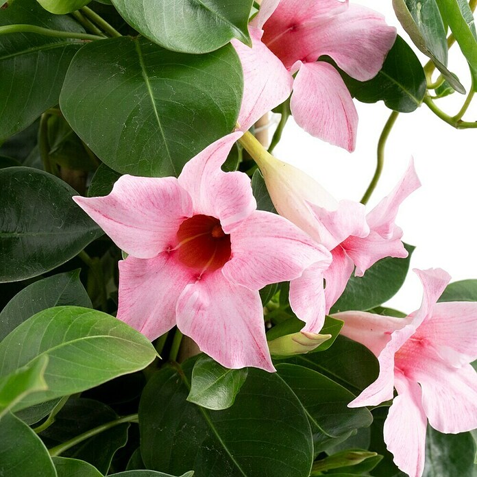 Piardino Dipladenia Pyramide (Dipladenia sanderi, Topfgröße: 17 cm, Rosa) | BAUHAUS