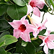 Piardino Dipladenia Pyramide (Dipladenia sanderi, Topfgröße: 17 cm, Rosa) | BAUHAUS