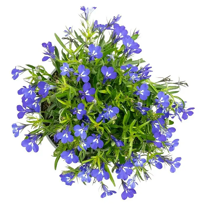 Piardino Lobelie - Lobelia ricardii, Blau - Nahaufnahme einer Topfpflanze mit leuchtend blauen Lobelienblüten und grünen Blättern, die eine dichte und üppige Textur bilden.