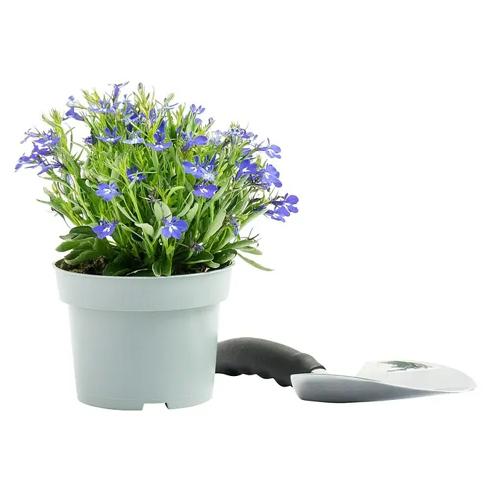 plantura zimmerpflanze Set Haustierfreundliche Zimmerpflanzen kaufen main image 0