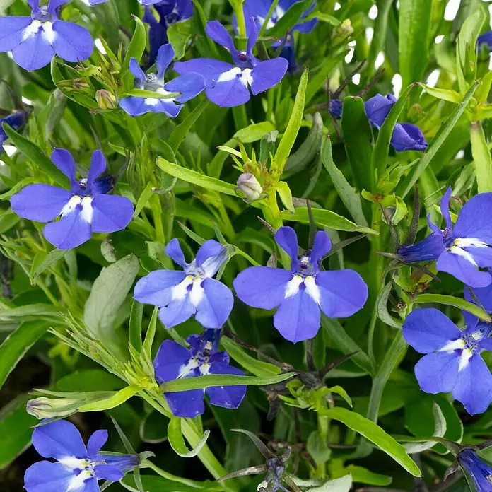 Piardino Lobelie - Lobelia ricardii, Blau - Nahaufnahme einer Gruppe blauer Lobelien mit weißer Zeichnung inmitten grüner Blätter.