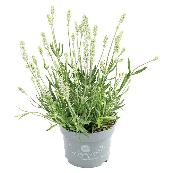 Lavandula angustifolia 12 . i.S. gem. mi