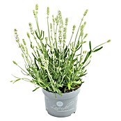 Lavandula angustifolia 12 . i.S. gem. mi
