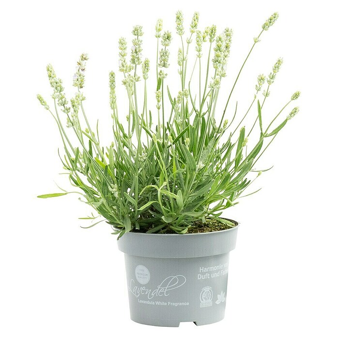 Lavandula angustifolia 12 . i.S. gem. mi