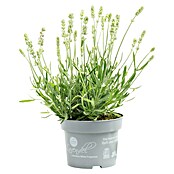 Lavandula angustifolia 12 . i.S. gem. mi