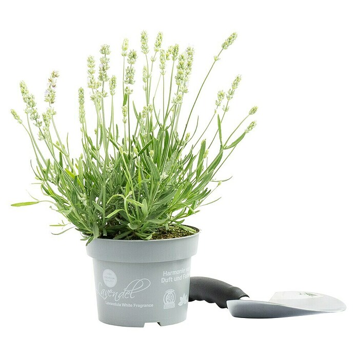 Lavandula angustifolia 12 . i.S. gem. mi