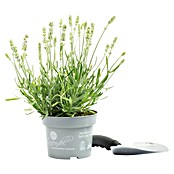 Lavandula angustifolia 12 . i.S. gem. mi