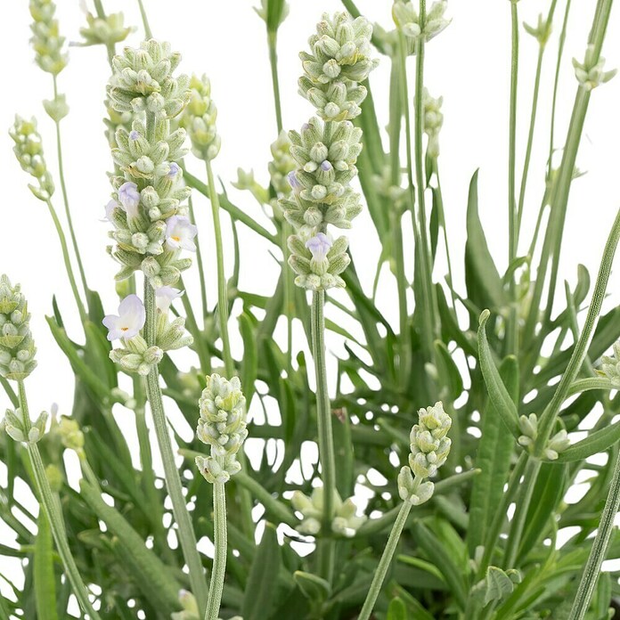 Lavandula angustifolia 12 . i.S. gem. mi