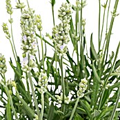 Lavandula angustifolia 12 . i.S. gem. mi