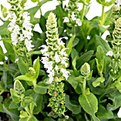 Piardino Garten-Blüten-Salbei (Topfgröße: 13 cm)