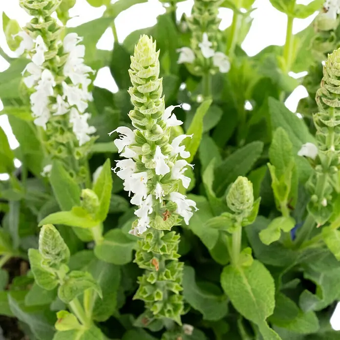 Piardino Garten-Blüten-Salbei - Salvia nemorosa, Topfgröße: 13 cm, Blau/Rosa - Nahaufnahme von blühendem Salbei 'Snow Hill' mit dichten, weißen Blütenständen und grünen Blättern, ideal für naturnahe Gärten.
