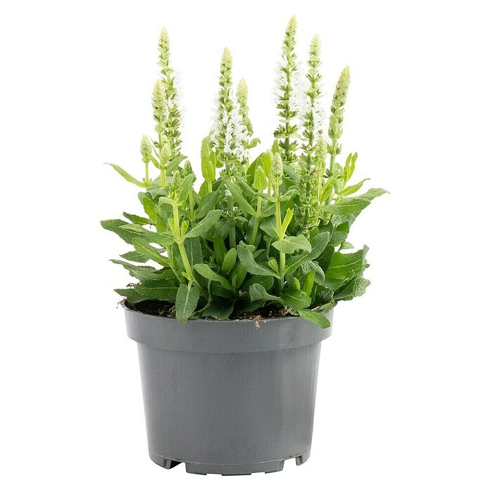 Piardino Garten-Blüten-Salbei (Topfgröße: 13 cm)