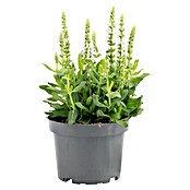 Piardino Garten-Blüten-Salbei (Topfgröße: 13 cm)