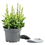 Piardino Garten-Blüten-Salbei (Topfgröße: 13 cm)