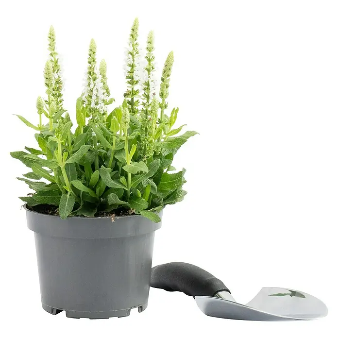 Piardino Garten-Blüten-Salbei - Salvia nemorosa, Topfgröße: 13 cm, Blau/Rosa - Ein Salbei-Pflanze im Topf mit weißen Blütenständen und einem kleinen Gartenwerkzeug daneben. Ideal für den Garten oder Balkon.