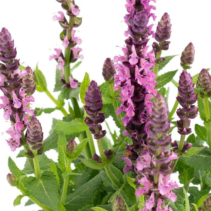 Piardino Garten-Blüten-Salbei (Topfgröße: 13 cm)