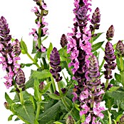 Piardino Garten-Blüten-Salbei (Topfgröße: 13 cm)