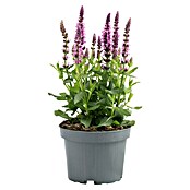 Piardino Garten-Blüten-Salbei (Topfgröße: 13 cm)