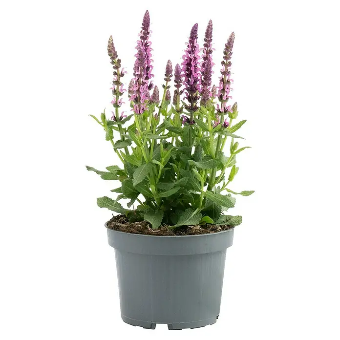 wisteria aquarium Water Wisteria (Hygrophila Difformis) main image 1