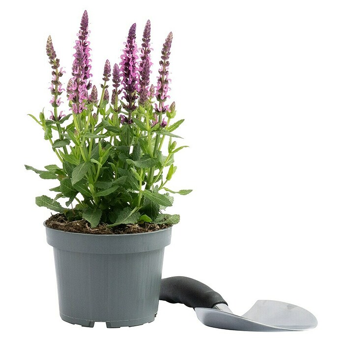 Piardino Garten-Blüten-Salbei (Topfgröße: 13 cm)