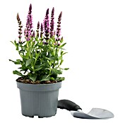 Piardino Garten-Blüten-Salbei (Topfgröße: 13 cm)