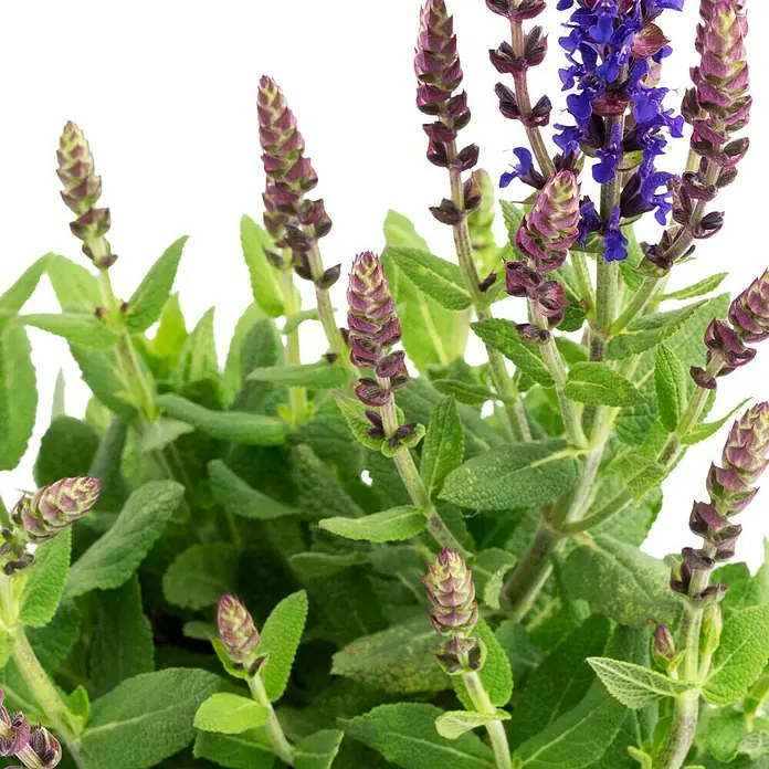 Piardino Garten-Blten-Salbei - Salvia nemorosa, Topfgre: 13 cm,  Blau/Rosa online kaufen bei BAUHAUS