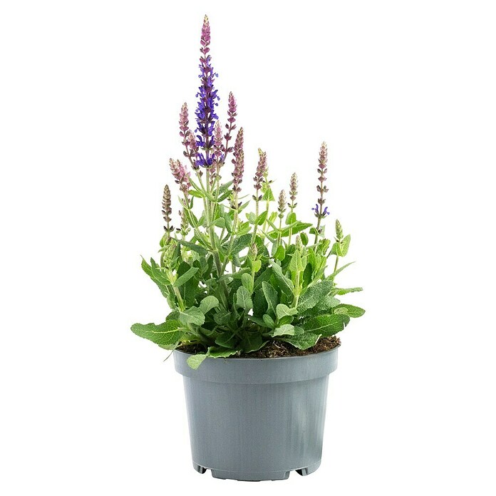 Piardino Garten-Blüten-Salbei (Topfgröße: 13 cm)