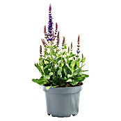 Piardino Garten-Blüten-Salbei (Topfgröße: 13 cm)