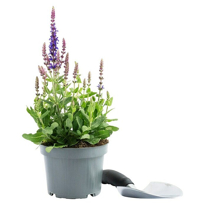 Piardino Garten-Blüten-Salbei (Topfgröße: 13 cm)