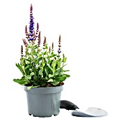 Piardino Garten-Blüten-Salbei (Topfgröße: 13 cm)