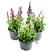 Piardino Garten-Blüten-Salbei (Topfgröße: 13 cm)