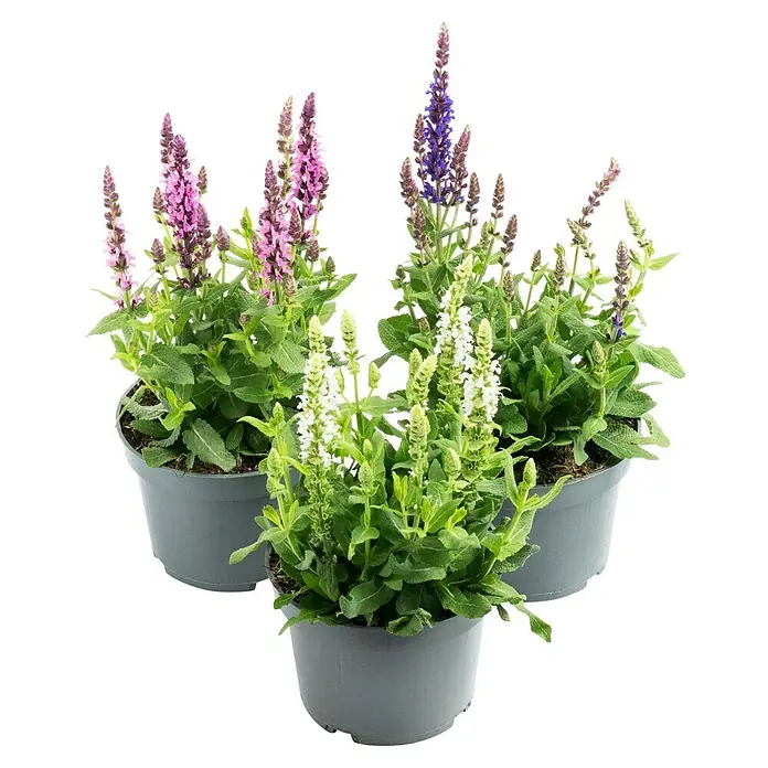 Piardino Garten-Blüten-Salbei - Salvia nemorosa, Topfgröße: 13 cm, Blau/Rosa - Nahaufnahme von drei Salbei-Pflanzen in Töpfen mit rosa, lila und weißen Blüten, die eine schöne Vielfalt an Farben zeigen.